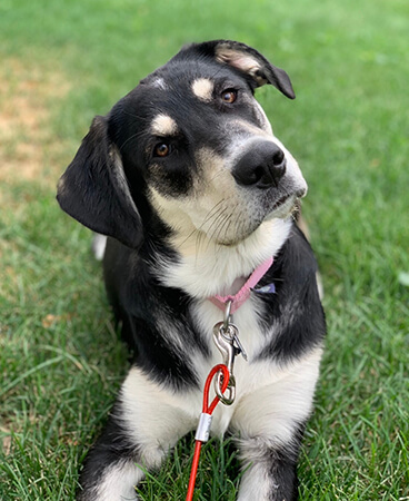 Office Mascot Ivy